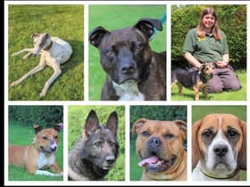 Here are seven dogs hoping to find their perfect match. To find out more about these dogs, and all the dogs at Dogs Trust Kenilworth, please visit www.dogstrust.org.uk
