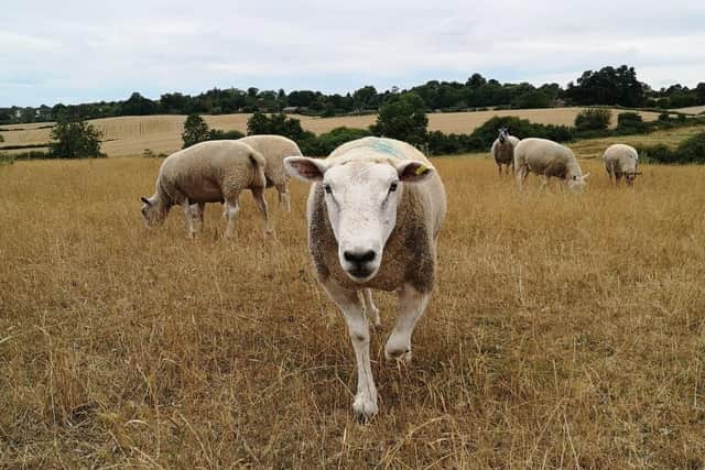 The fields where the sheep graze at FARS in Wolverton have turned dry and the animal rescue sanctuary says it is now 'at crisis point'. Picture submitted.