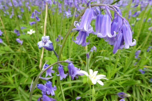 Bluebells in Bubbenhall Wood (photo by Frances Wilmot)