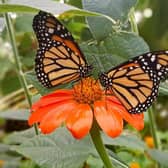 Monarch