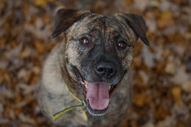 Akita Buster, who is aged between two and five, needs a home with no other pets or children.  
https://www.dogstrust.org.uk/rehoming/dogs/akita/1268834