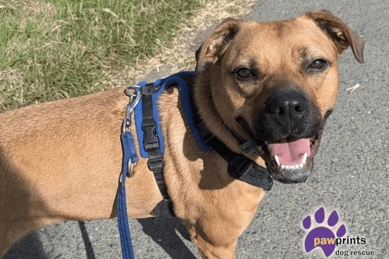 Triad Rugby Dogs In pictures: Meet the 14 hopeful Rugby rescue dogs who are looking for ...