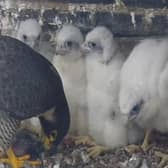 Warwickshire Wildlife Trust will launch a competition to name the four peregrine falcon chicks which hatched at the nest at Leamington Town Hall recently. Picture courtesy of Warwickshire Wildlife Trust.