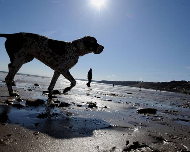 Here are seven places you can't take your dog