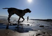 Here are seven places you can't take your dog