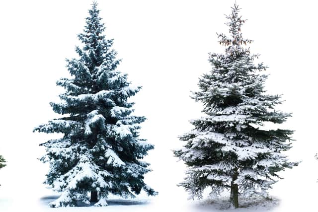 When opting for a real tree, it’s important to ensure that the tree is healthy and in good condition (photo: Adobe)