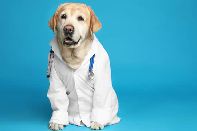 British Veterinary Association (BVA) reveals that that almost all (99 per cent) of vets across the UK have seen pets in the last 12 months who should have been brought to them for treatment earlier (photo: Adobe)