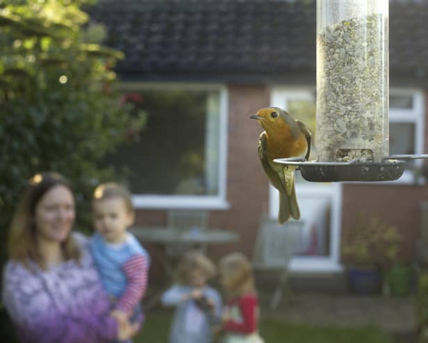 Bargain bird food will be arriving in stores this week