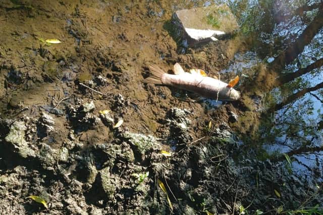 Dead fish in the River Avon near Barford. Picture by Craig Harrison.