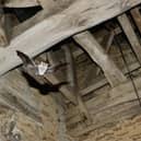 A bat inside the Church of St Lawrence in Radstone near Brackley. Photograph courtesy of Chris Damant.