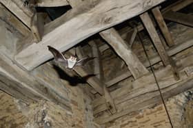 A bat inside the Church of St Lawrence in Radstone near Brackley. Photograph courtesy of Chris Damant.