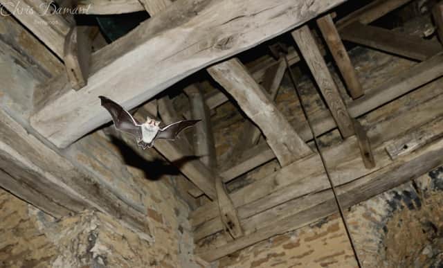 A bat inside the Church of St Lawrence in Radstone near Brackley. Photograph courtesy of Chris Damant.