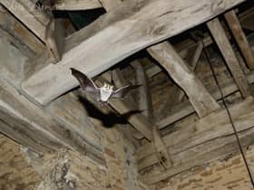 A bat inside the Church of St Lawrence in Radstone near Brackley. Photograph courtesy of Chris Damant.