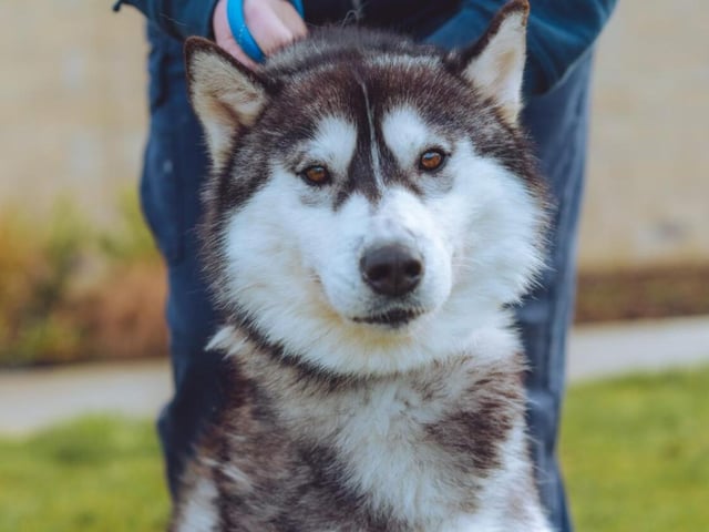 Another Siberian Husky! Ariel is likewise an energetic pup who'll need your full attention. If you're up to the challenge, she'd be very grateful, though.
