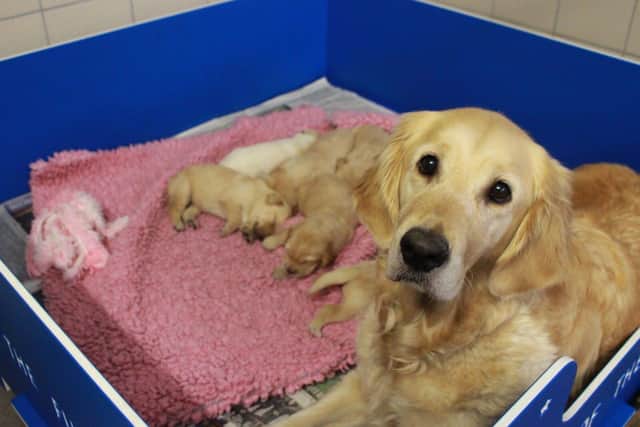 Guide dog mum Pebbles and her litter of guide dog puppies born on Christmas Day 2023.