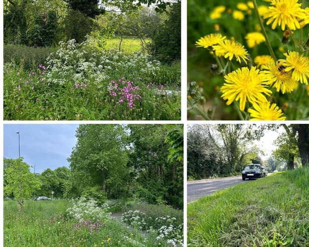 Photos from last year's Now Mow May scheme. Photos supplied by Warwick District Council