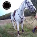 Benjamin Halsall is filmed picking up the dead body of the fox, killed by Warwickshire Hunt hounds