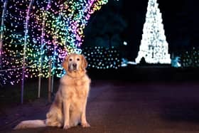 This New Year’s Day, Warwick Castle will be opening its gates and inviting guests to bring along their dogs to the light trail experience for the first time. Photo supplied by Warwick Castle