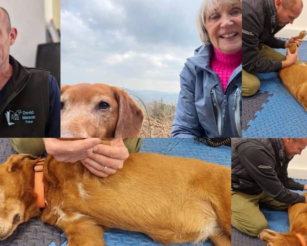 (Left) David Mason who treated Tetley and (centre top) Steph and Tetley enjoying life