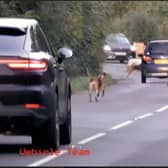 A huntsman and hounds hold up traffic on the B4035 Banbury to Shipston Road near Brailes