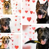 The Dogs Trust in Kenilworth is looking for homes for some of its big dogs this Valentine's Day.