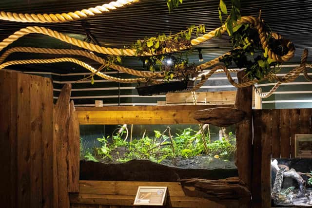 Get up close to leaf cutter ants at Stratford Butterfly Farm