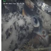 One of the four peregrine chicks on one of Warwickshire Wildlife Trust's webcams. Photo from the Warwickshire Wildlife Trust's website