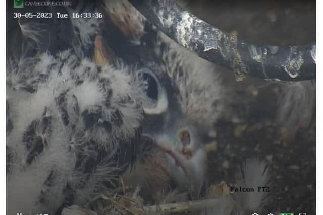 One of the four peregrine chicks on one of Warwickshire Wildlife Trust's webcams. Photo from the Warwickshire Wildlife Trust's website