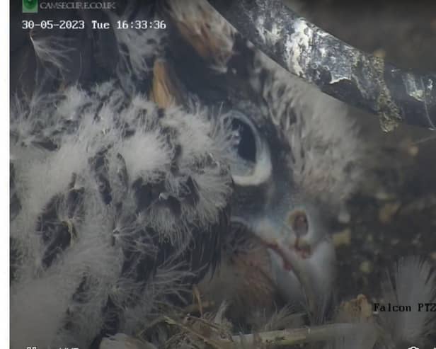One of the four peregrine chicks on one of Warwickshire Wildlife Trust's webcams. Photo from the Warwickshire Wildlife Trust's website