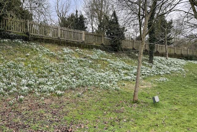 Thousands of snowdrops are being planted across the Warwick district this year.The news comes as thousands of snowdrops, which were planted some years ago now and bloom to life every year, have opened on the embankment off the Banbury Road in St Nicholas Park in Warwick. Photo supplied by Warwick District Council