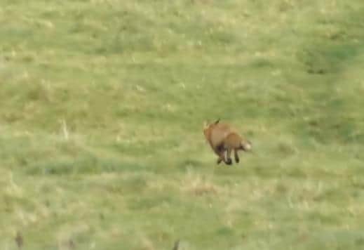 The fox makes its getaway over fields from a covert towards Shenington