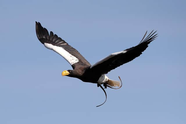 Marvin the Stellar Sea Eagle has gone missing. Photo by Warwick Castle