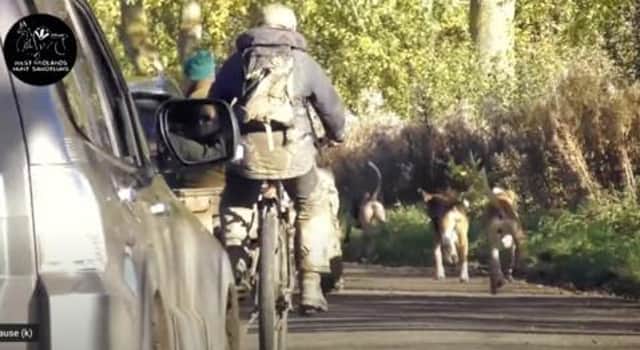 A still from the YouTube video released by West Midlands Hunt Saboteurs of hounds on the road near Shipston