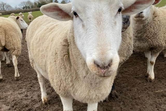 A rescued sheep at FARS.