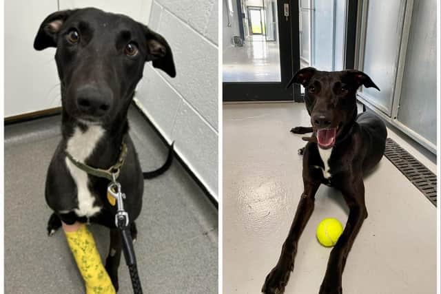 One-year-old lurcher Susie is now looking for a new home. Photo by RSPCA
