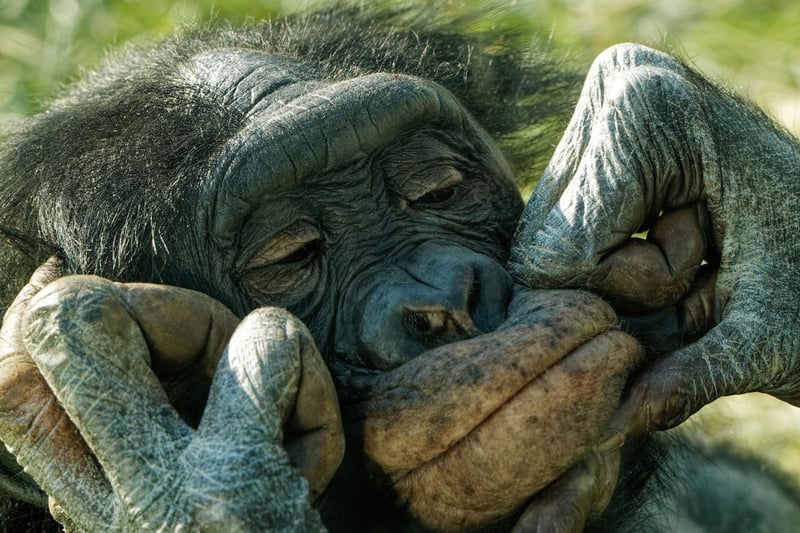 Bonobo at Twycross Zoo