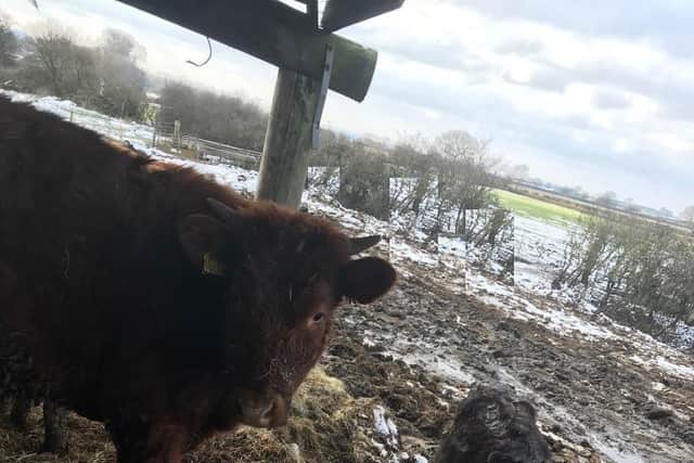 The cows on Ewan Wells' farm were kept under bad conditions. Picture supplied by Warwickshire Trading Standards.