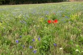 A new wildlife meadow