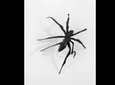 Photo credit: Louise Bourgeois Spider I 1995