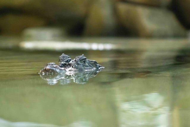 Handle mini beasts and come face to face with a Spectacled Caiman at Stratford Butterfly Farm – £27.50 for 2 adults and 2 children when booked online
Walk amongst some of the world’s most stunning and colourful butterflies in a tropical rainforest setting, complete with fish-filled pools, splashing waterfalls, before having the chance to handle different insects between 27 May and 4 June.
A spectacled caiman – part of the alligator species – will also be greeting families as part of the new Rainforest Realm exhibition, which features other animals from Central American rainforests.
More info: https://www.butterflyfarm.co.uk/attraction/news/may-half-term