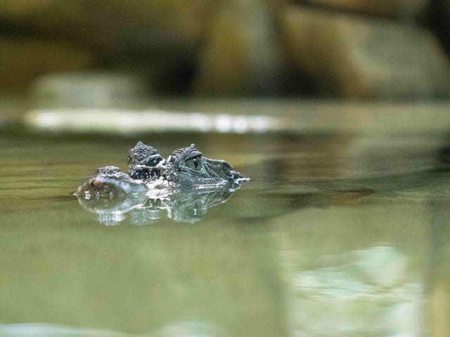 Handle mini beasts and come face to face with a Spectacled Caiman at Stratford Butterfly Farm – £27.50 for 2 adults and 2 children when booked online
Walk amongst some of the world’s most stunning and colourful butterflies in a tropical rainforest setting, complete with fish-filled pools, splashing waterfalls, before having the chance to handle different insects between 27 May and 4 June.
A spectacled caiman – part of the alligator species – will also be greeting families as part of the new Rainforest Realm exhibition, which features other animals from Central American rainforests.
More info: https://www.butterflyfarm.co.uk/attraction/news/may-half-term
