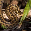 What should you do if you or your dog are bitten by an adder?