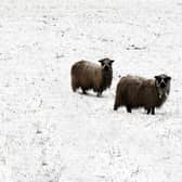 Sheep braving the snow 