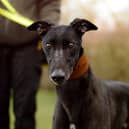 Former racing greyhound Terry. Credit: Dogs Trust Kenilworth
