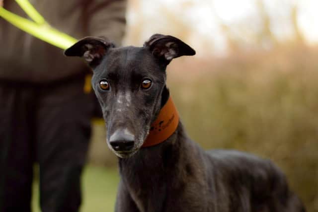 Former racing greyhound Terry. Credit: Dogs Trust Kenilworth