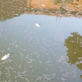 Steps are being taken to try and help the fish living in the lake at Abbey Fields in Kenilworth after many were spotted dead earlier this week. Photo supplied