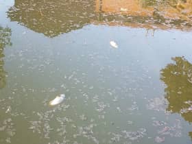 Steps are being taken to try and help the fish living in the lake at Abbey Fields in Kenilworth after many were spotted dead earlier this week. Photo supplied