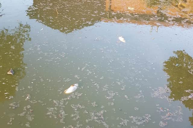 Steps are being taken to try and help the fish living in the lake at Abbey Fields in Kenilworth after many were spotted dead earlier this week. Photo supplied