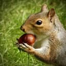 Ross Thompson took this beautiful picture of a squirrel.