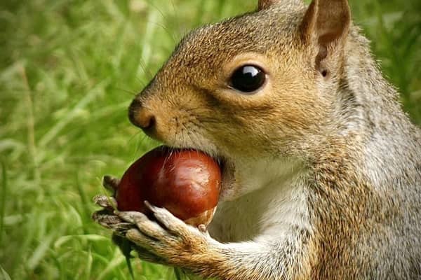 Ross Thompson took this beautiful picture of a squirrel.